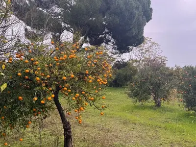 Köyceğiz A vendre Terrain